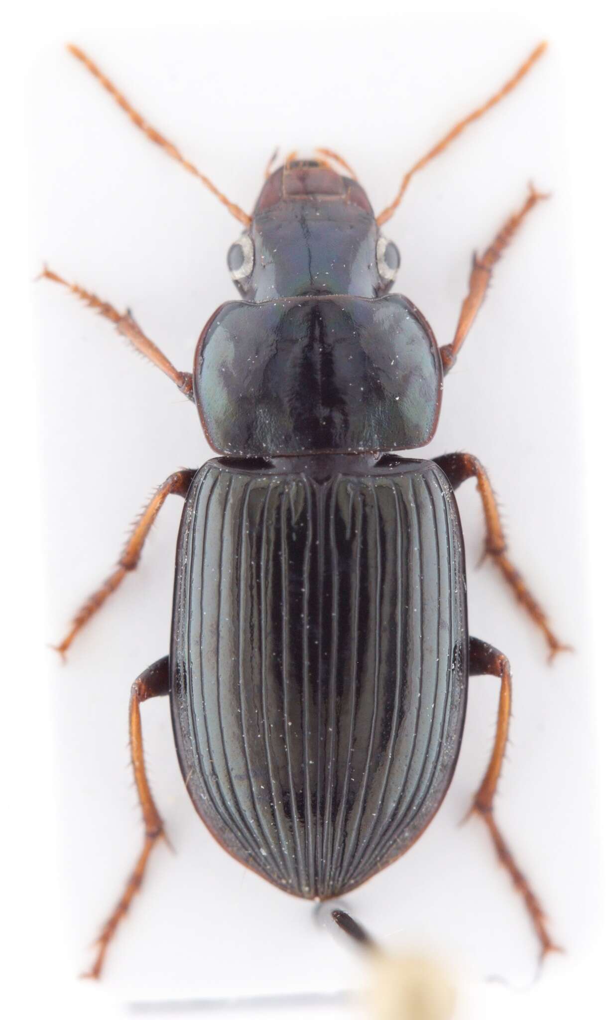 Image of Selenophorus (Selenophorus) fabricii Shpeley