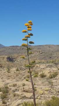 Image of goldenflower century plant