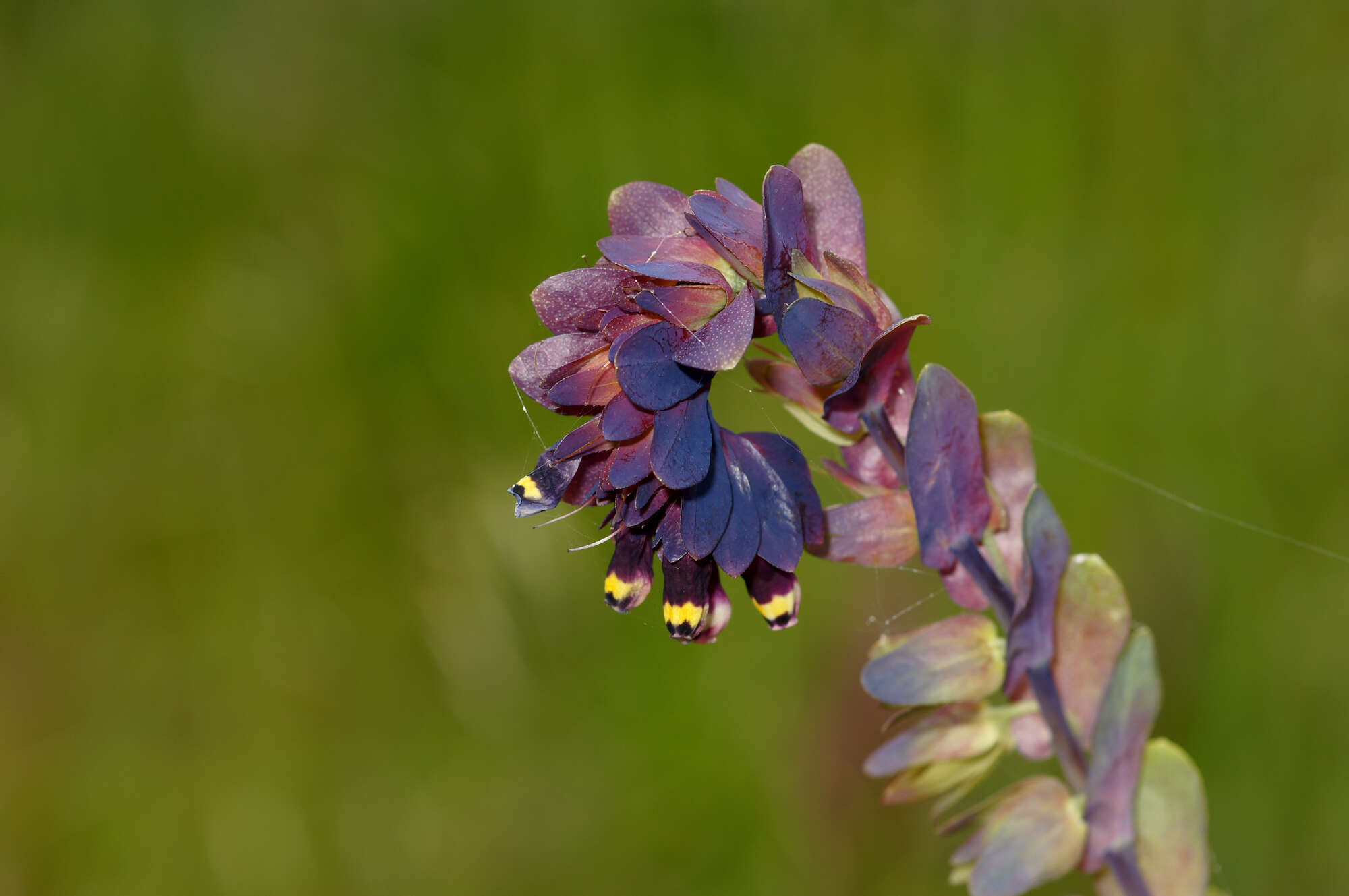 Cerinthe retorta Sm. resmi