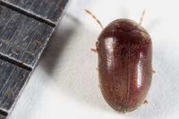 Image of Anobiid beetle