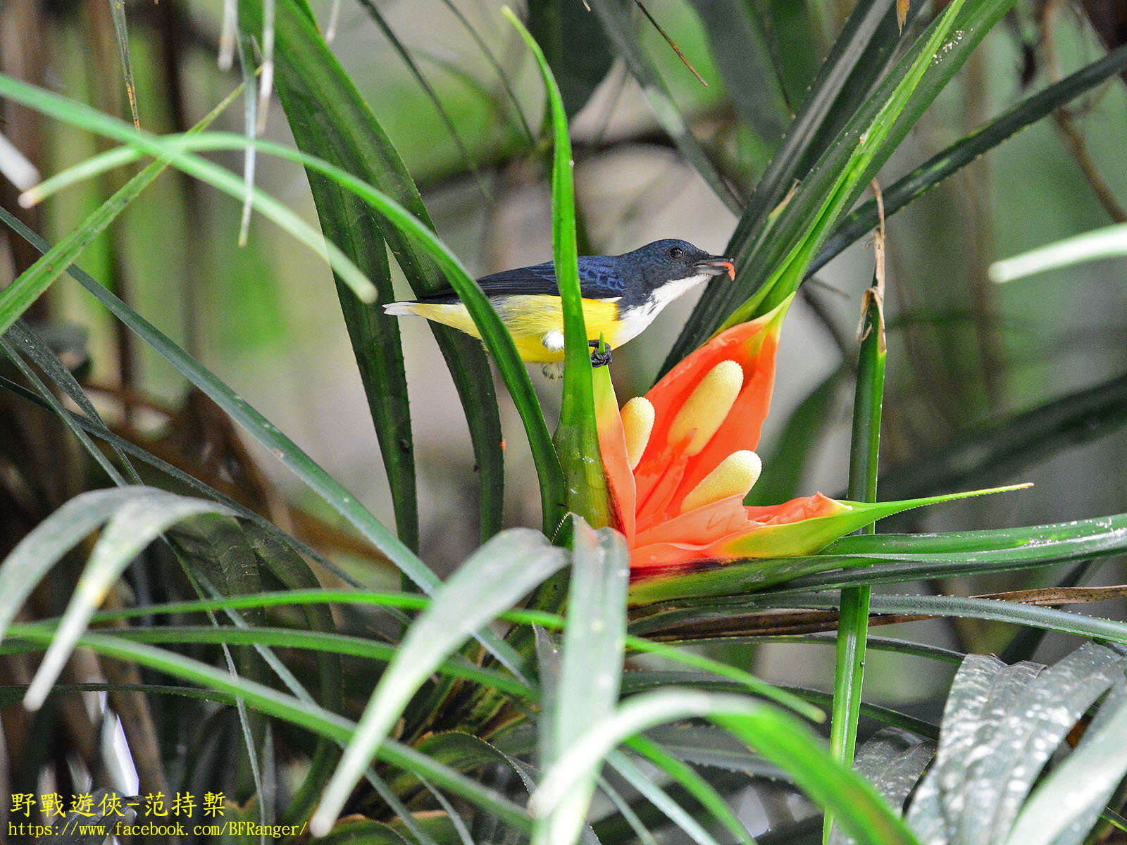 Image of Legge's Flowerpecker