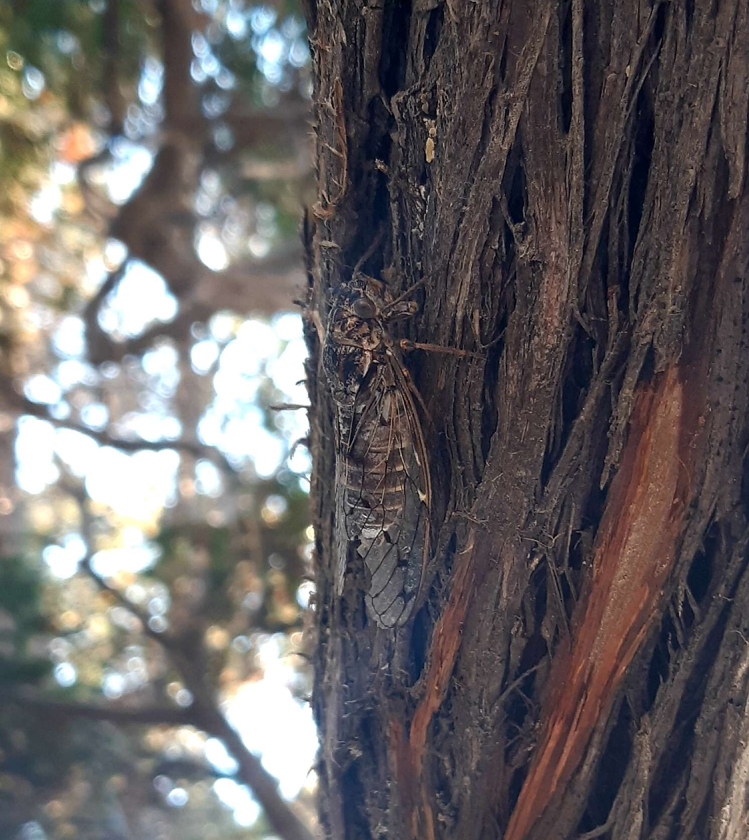 Image of Cicada mordoganensis Boulard 1979