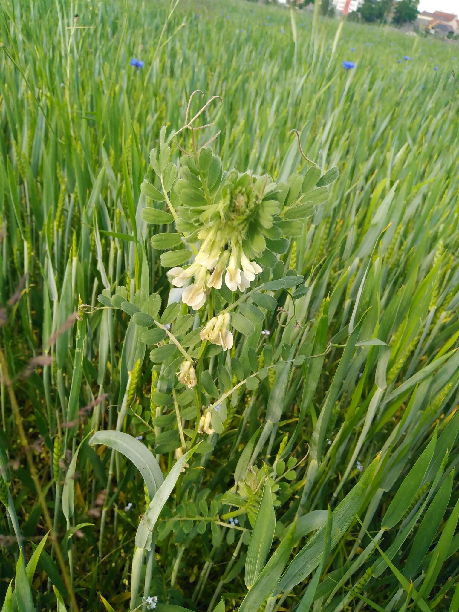 Image of Hungarian vetch