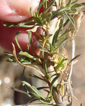 Image of Aptosimum spinescens (Thunb.) Weber