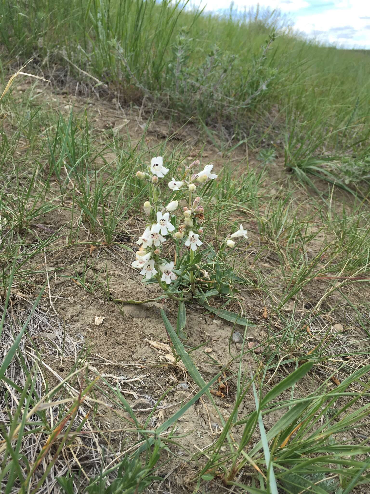 Image de Penstemon albidus Nutt.