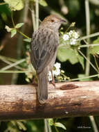 Image of Cisticola chiniana fricki Mearns 1913