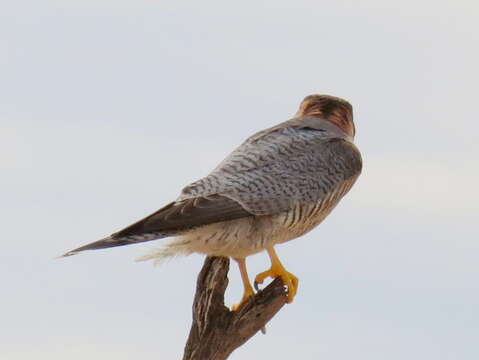 Falco chicquera horsbrughi Gunning & Roberts 1911 resmi