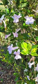 Image of Mauve bignonia