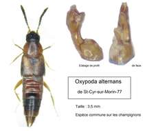 Image of Oxypoda (Mycetodrepa) alternans (Gravenhorst 1802)