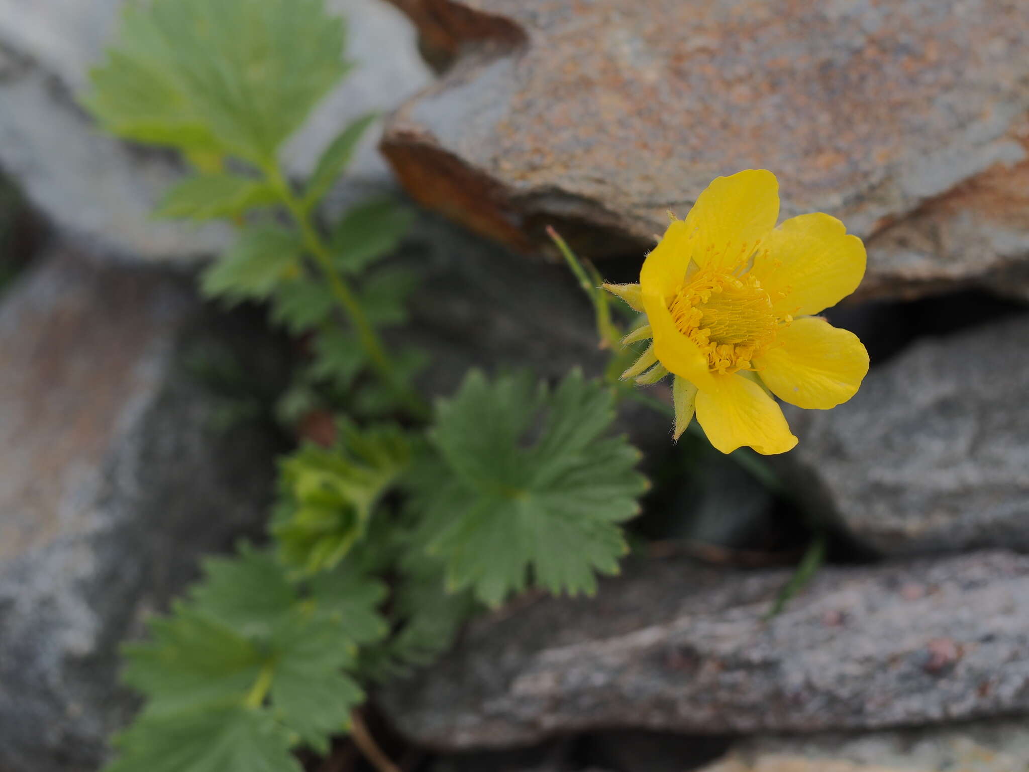 Geum reptans L.的圖片