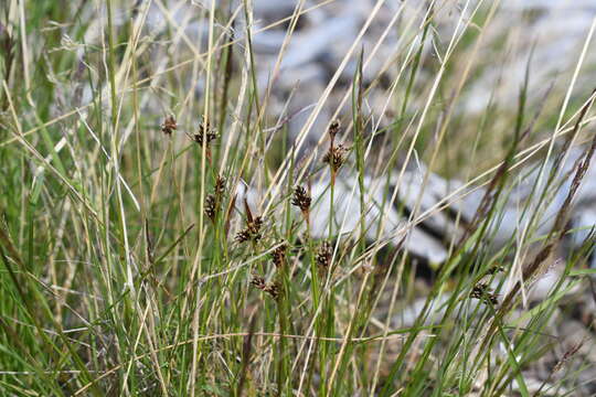 Image of Luzula multiflora subsp. sibirica V. I. Krecz.