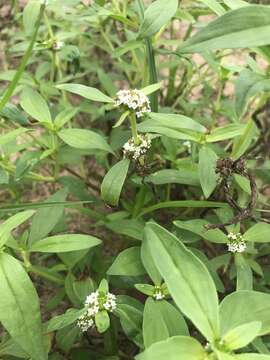 Image of Tropical Girdlepod