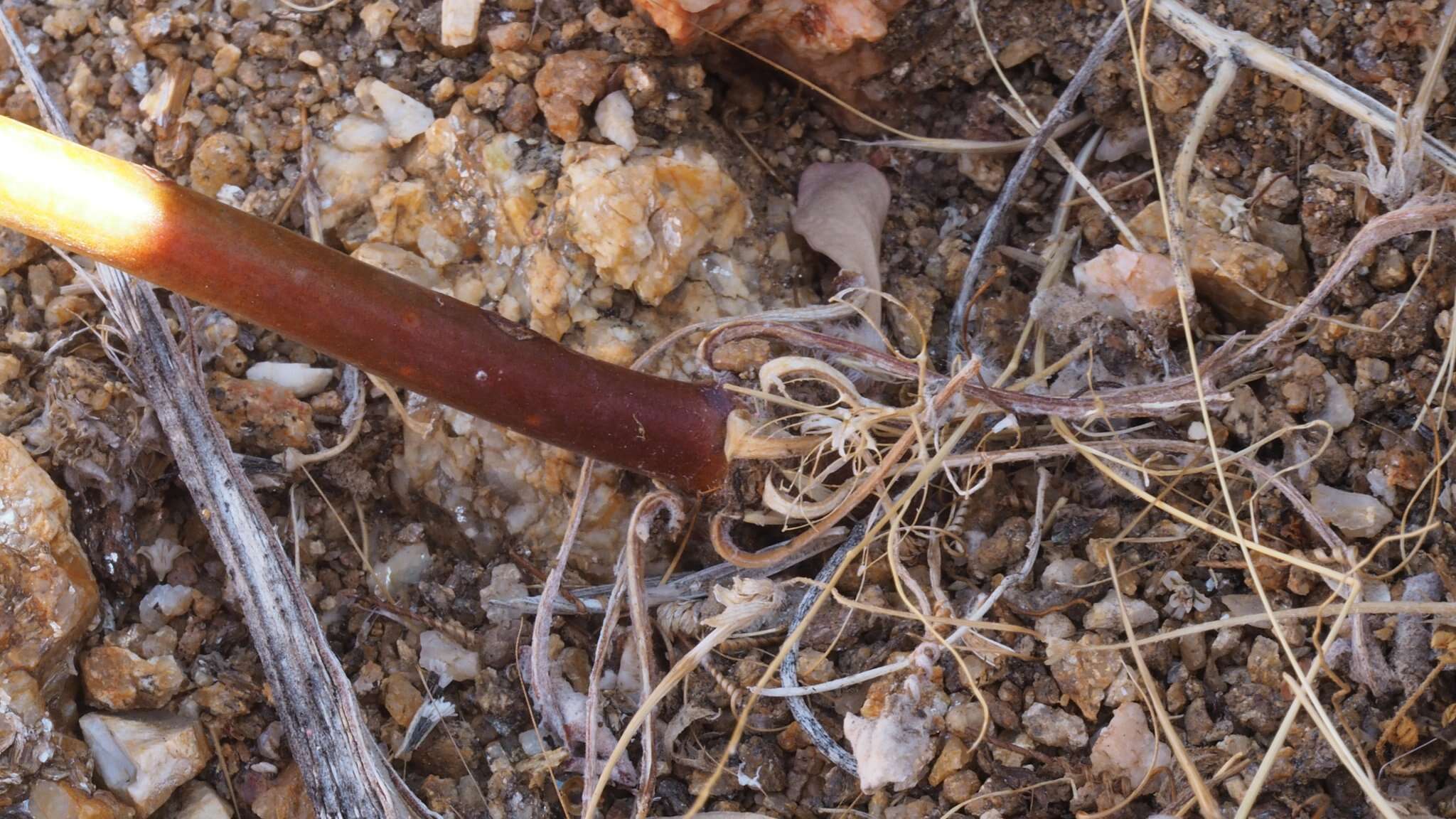 Image of pineland buckwheat