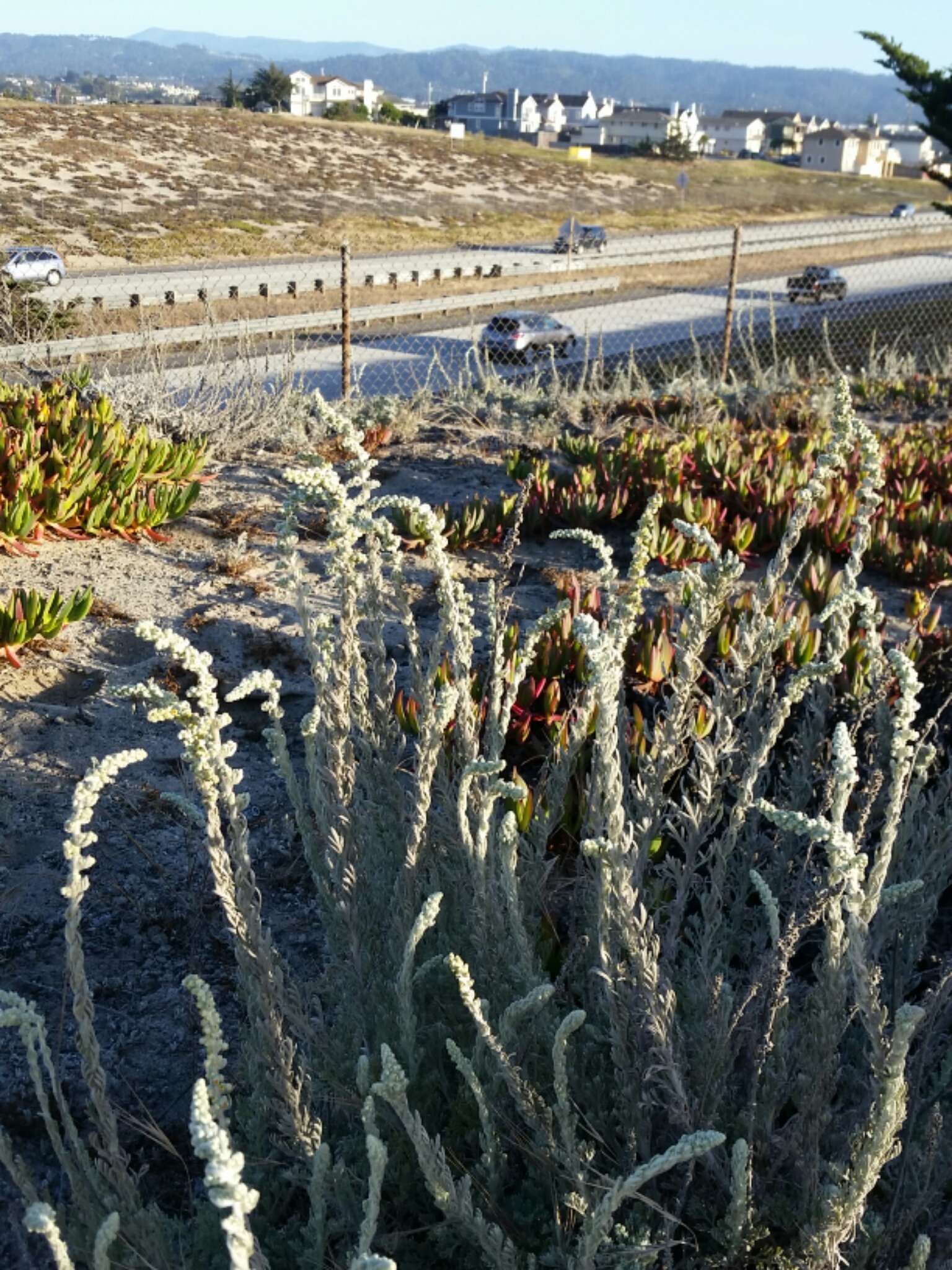 Image of beach wormwood