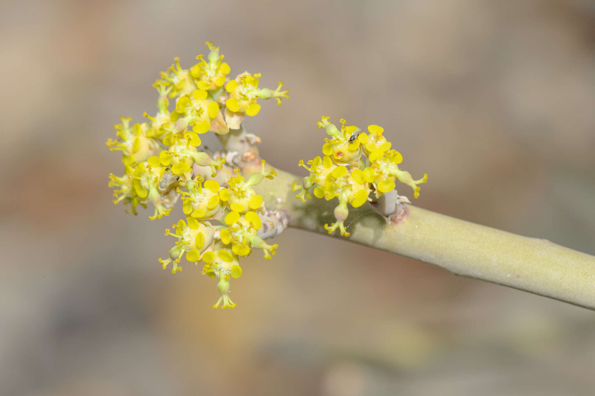 Image of Euphorbia schimperi C. Presl