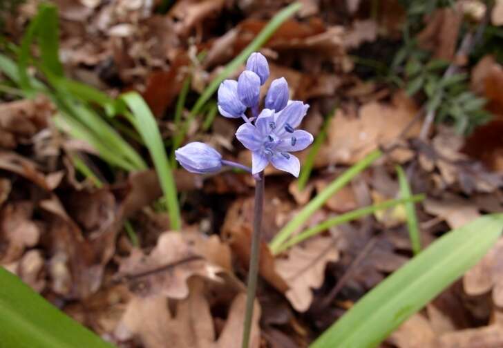 Image of Scilla bithynica Boiss.