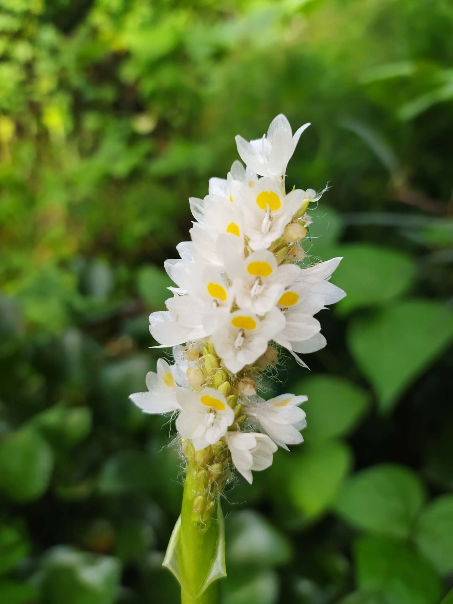 Image of Pontederia reflexa