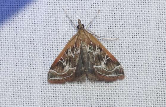 Image of Fulvous-edged Pyrausta Moth