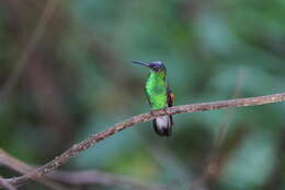 Image of Oaxaca Hummingbird