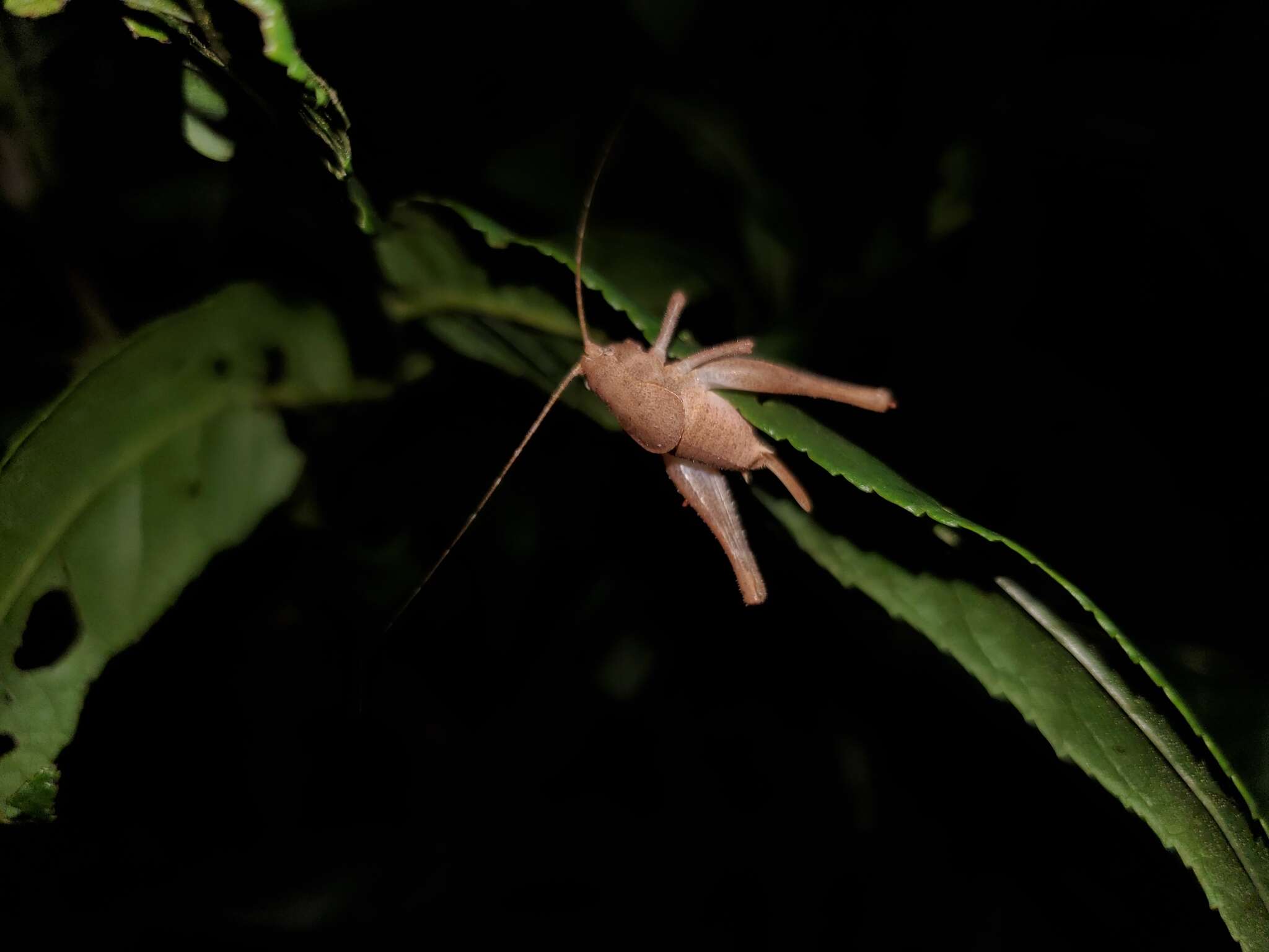 Image of Neduba castanea (Scudder & S. H. 1899)