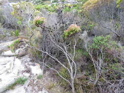 Plancia ëd Leucadendron xanthoconus (Kuntze) K. Schum.