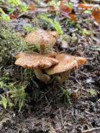 Image of Inocybe cinnamomea A. H. Sm. 1941