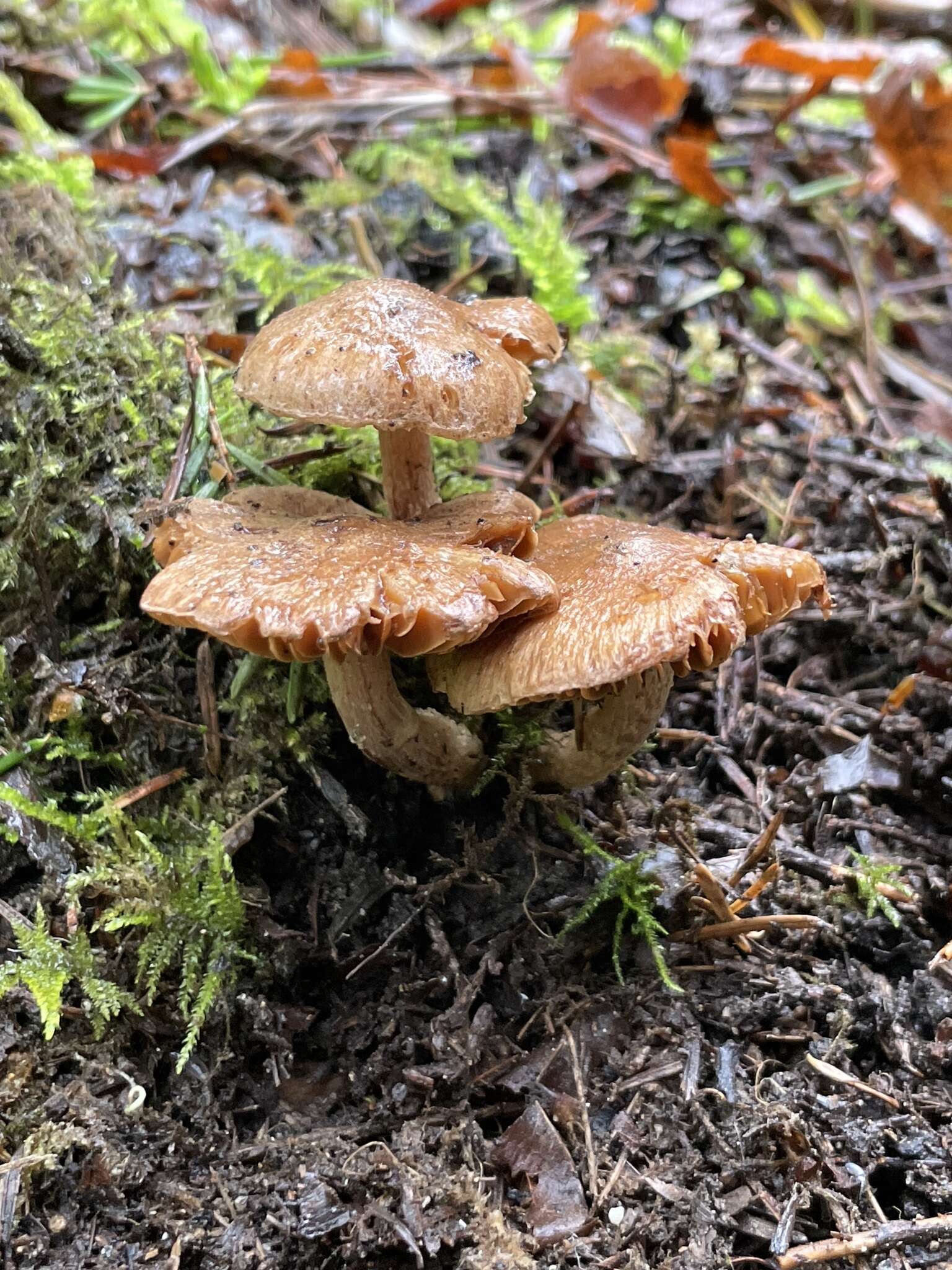 Image of Inocybe cinnamomea A. H. Sm. 1941