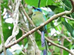 Image of Keel-billed Motmot