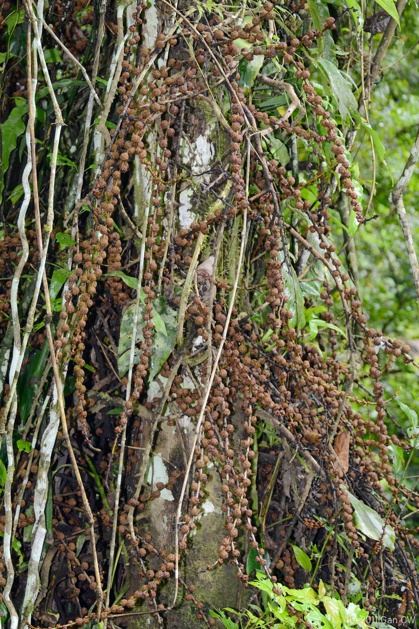 Image of Ficus minahassae (Teijsm. & De Vriese) Miq.