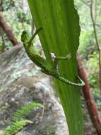 Image of Seychelles Tiger Chameleon