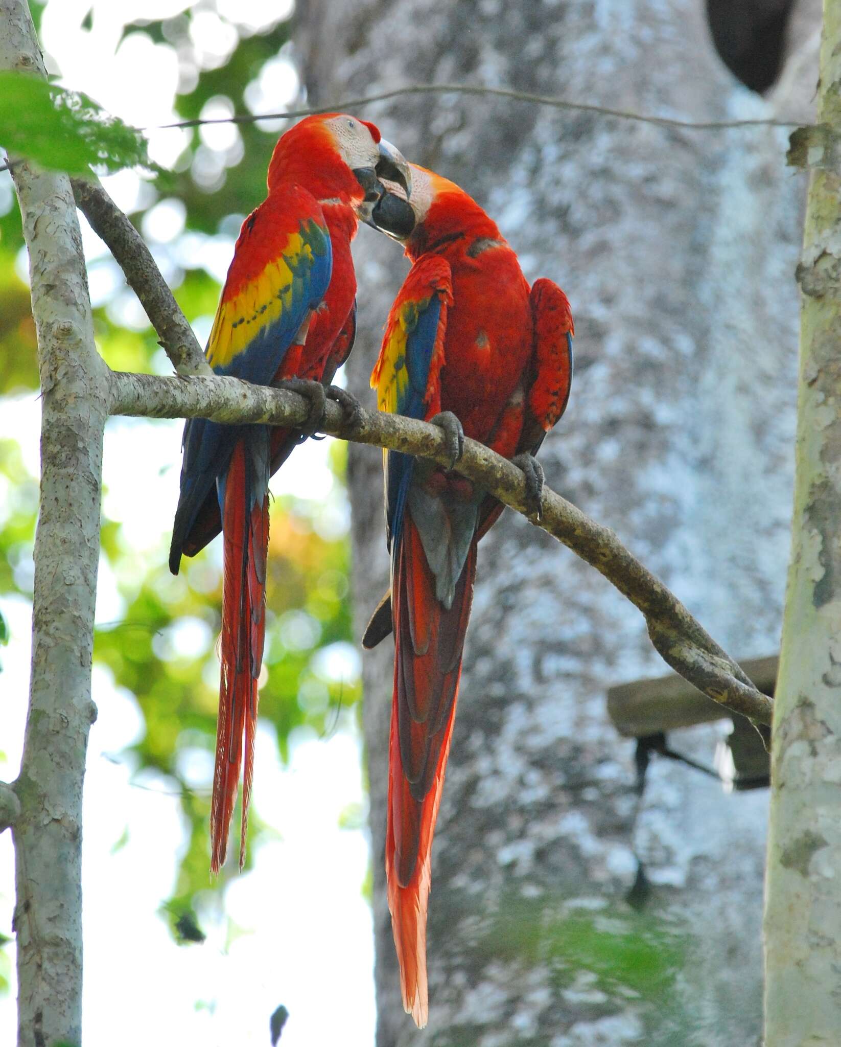 Image of Scarlet Macaw