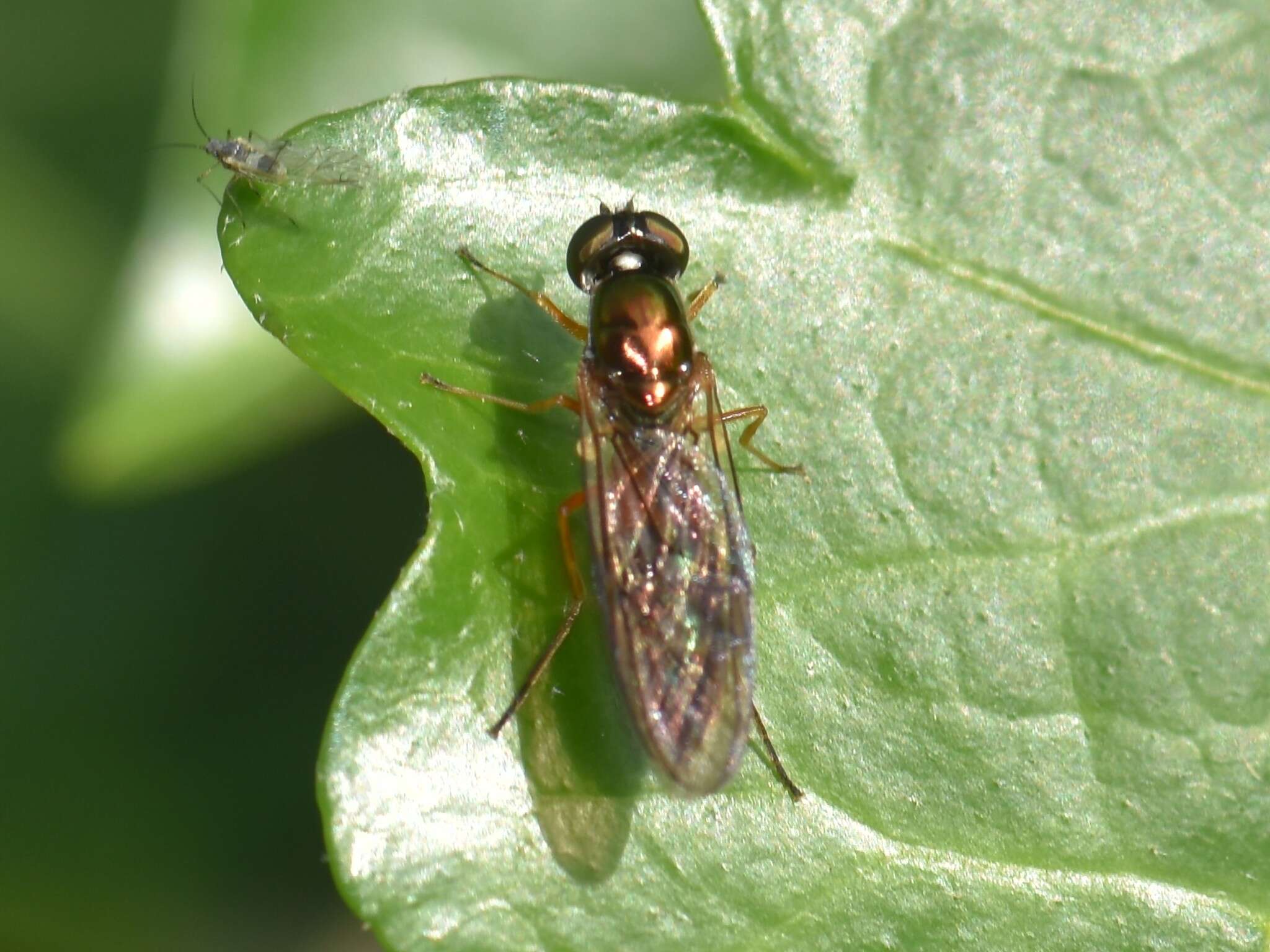 Image of Sargus bipunctatus (Scopoli 1763)