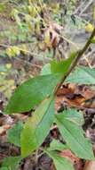 Imagem de Solidago hispida var. hispida