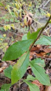 Imagem de Solidago hispida var. hispida