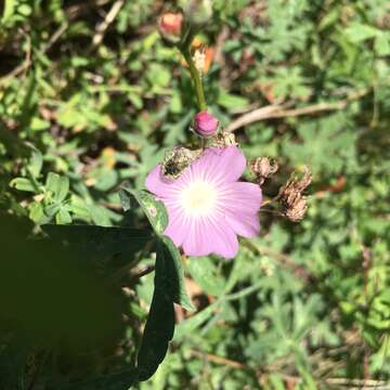 Image of waxy checkerbloom