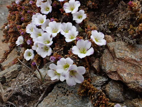 Image of Veronica densifolia F. Muell.