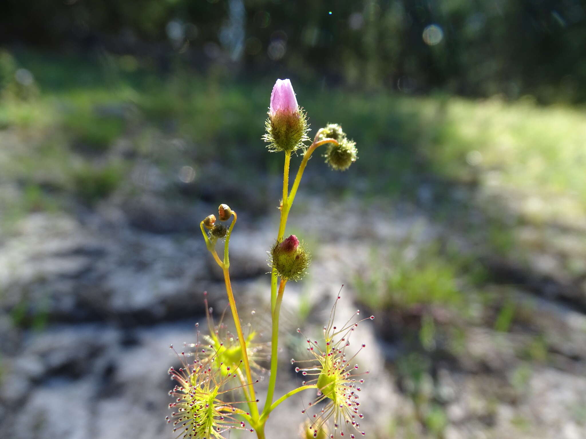 Drosera gunniana的圖片