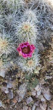 Image of Echinocereus engelmannii subsp. magnursensis