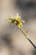 Image of Eriogonum mitophyllum Reveal