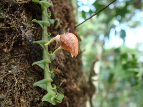 Dichaea muricatoides Hamer & Garay的圖片