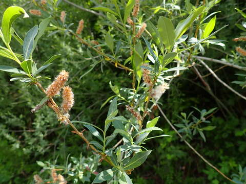 Image of purple willow