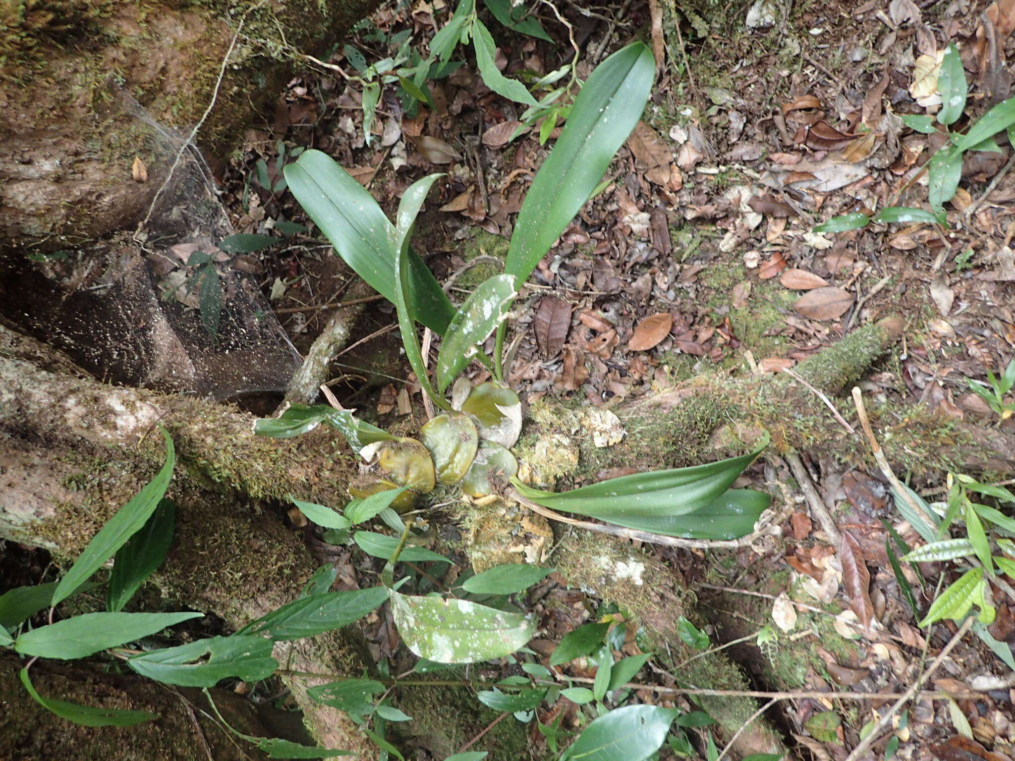 Image of Bulbophyllum occlusum Ridl.