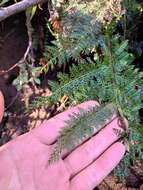 Image of Polystichum multifidum (Mett.) Moore