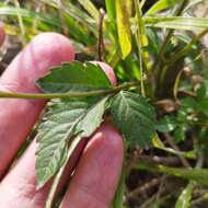 Image of Bidens bicolor Greenm.