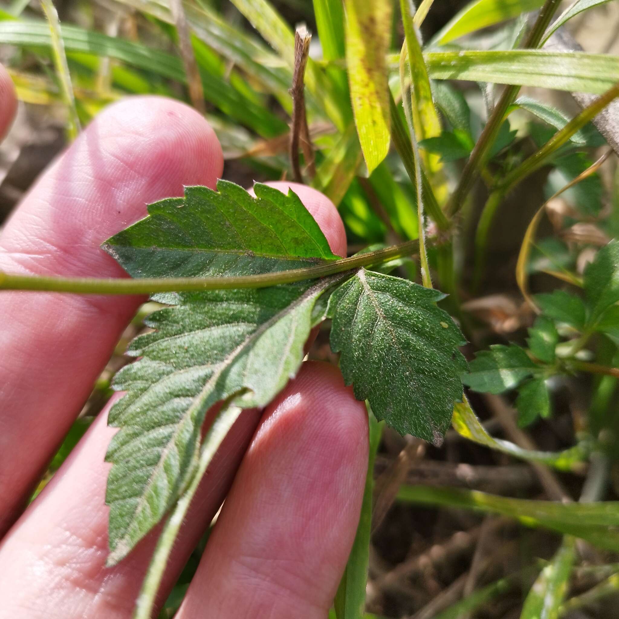 Imagem de Bidens bicolor Greenm.