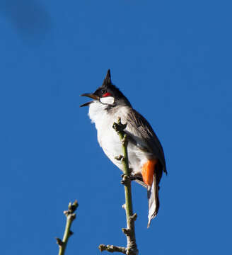 Image of Red-whiskered Bulbul