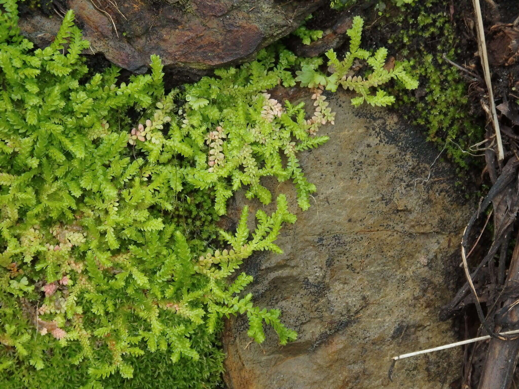 Image of Toothed-leaved Clubmoss