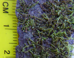 Image of Frullania deplanata Mitt.