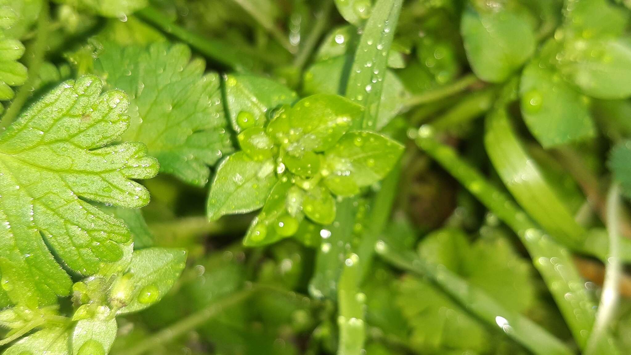 Image of common chickweed