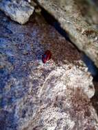 Image of Red Turnip Beetle